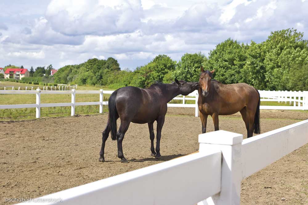 Horses in a drylot surrounded by PVC fencing