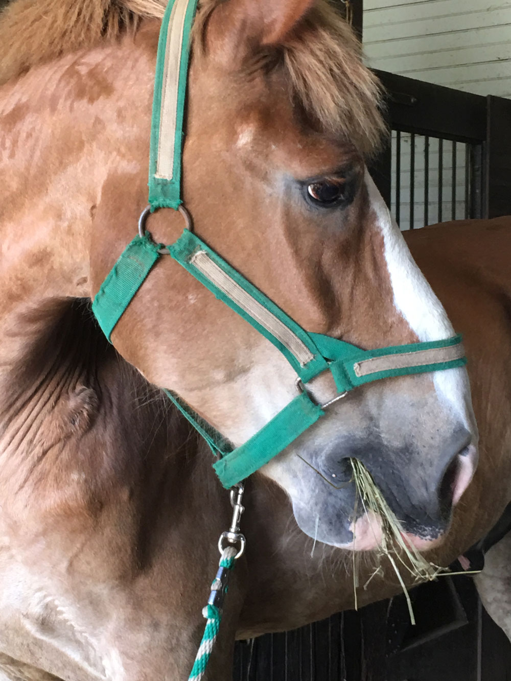 Flickers the rescued Belgian horse