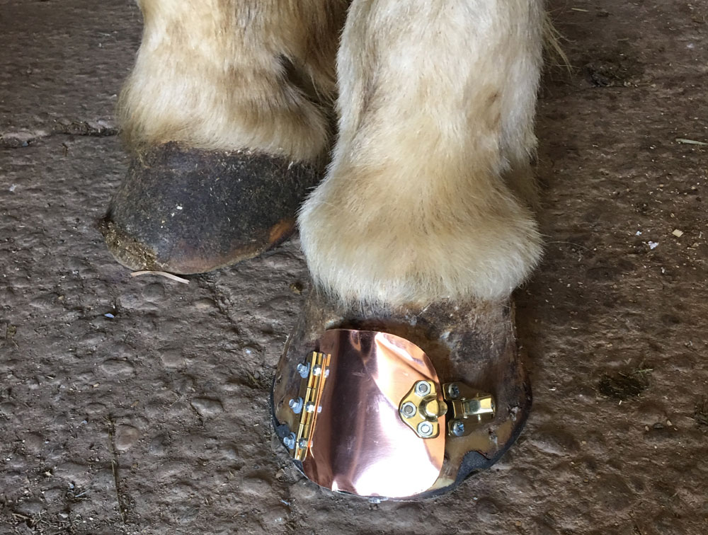 Flickers injured hoof