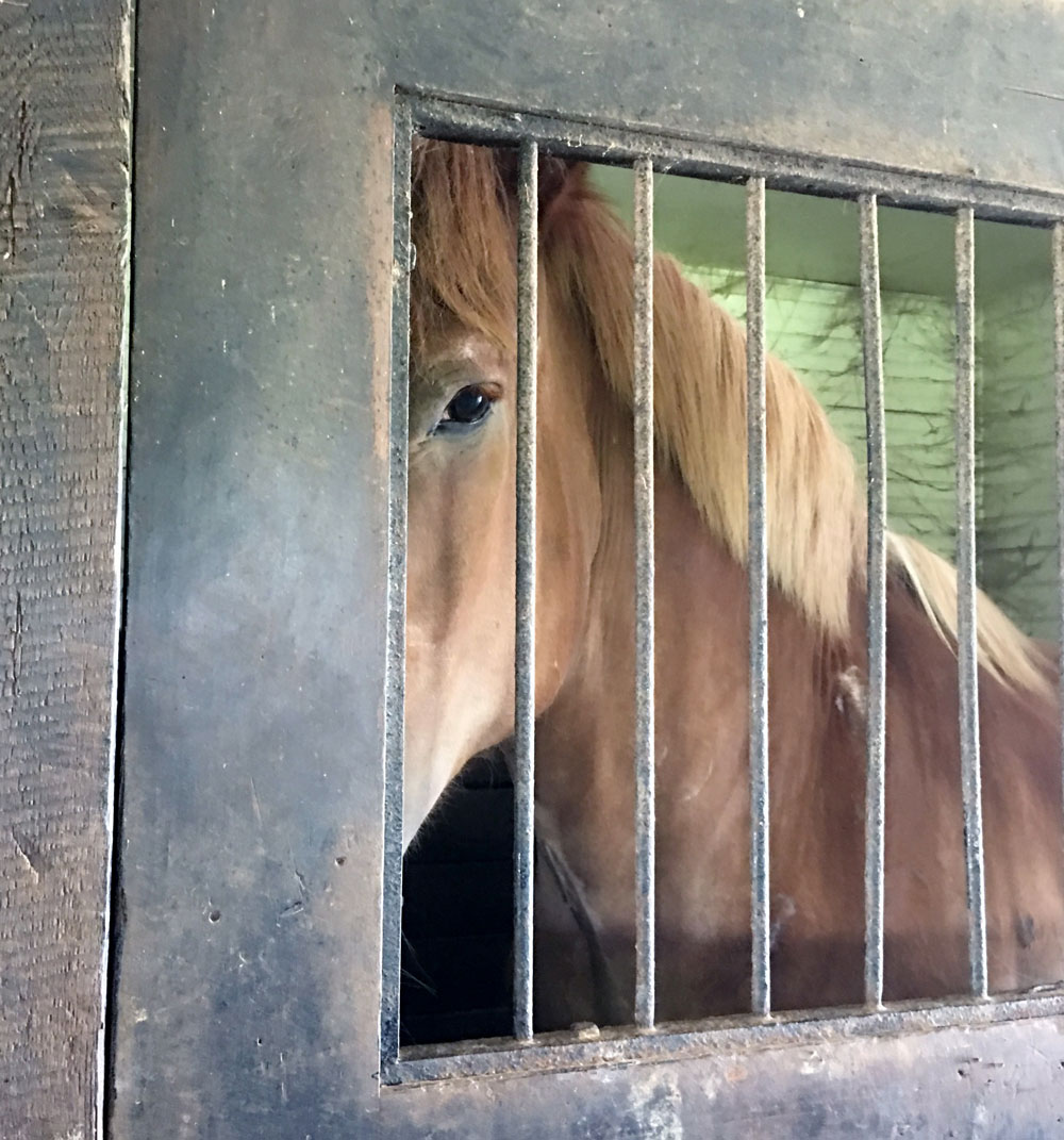Flickers in his stall