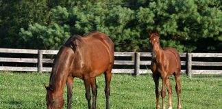 saddlebred mare and foal