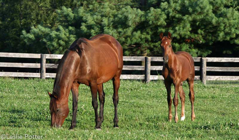 Saddlebred mare and foal