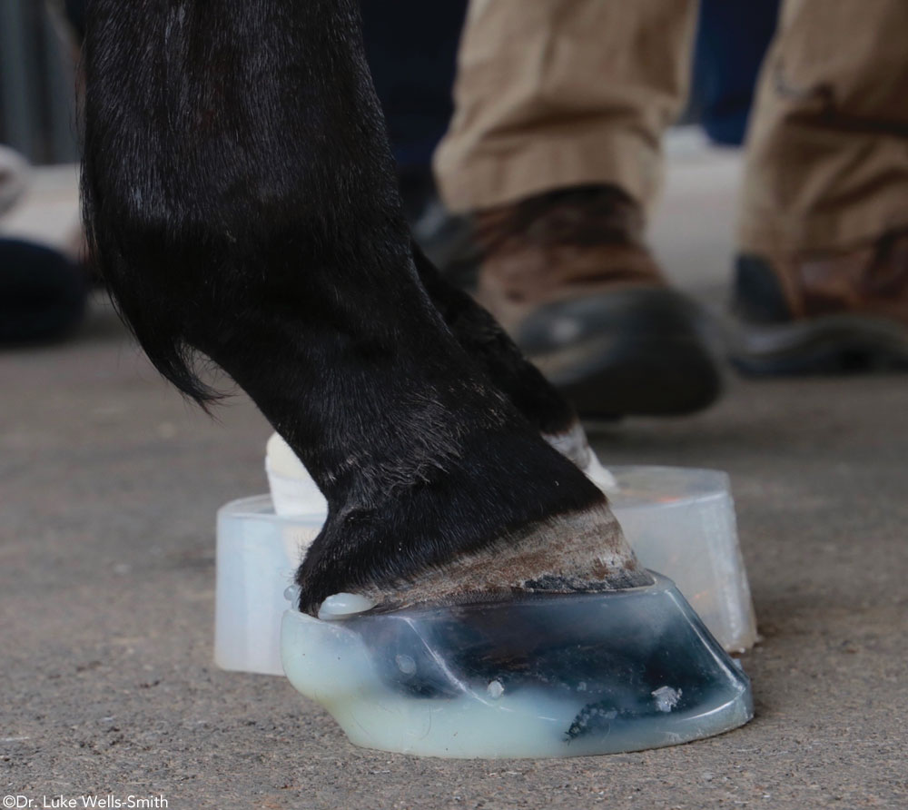 Formahoof horse shoeing system