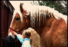 girl and belgian horse