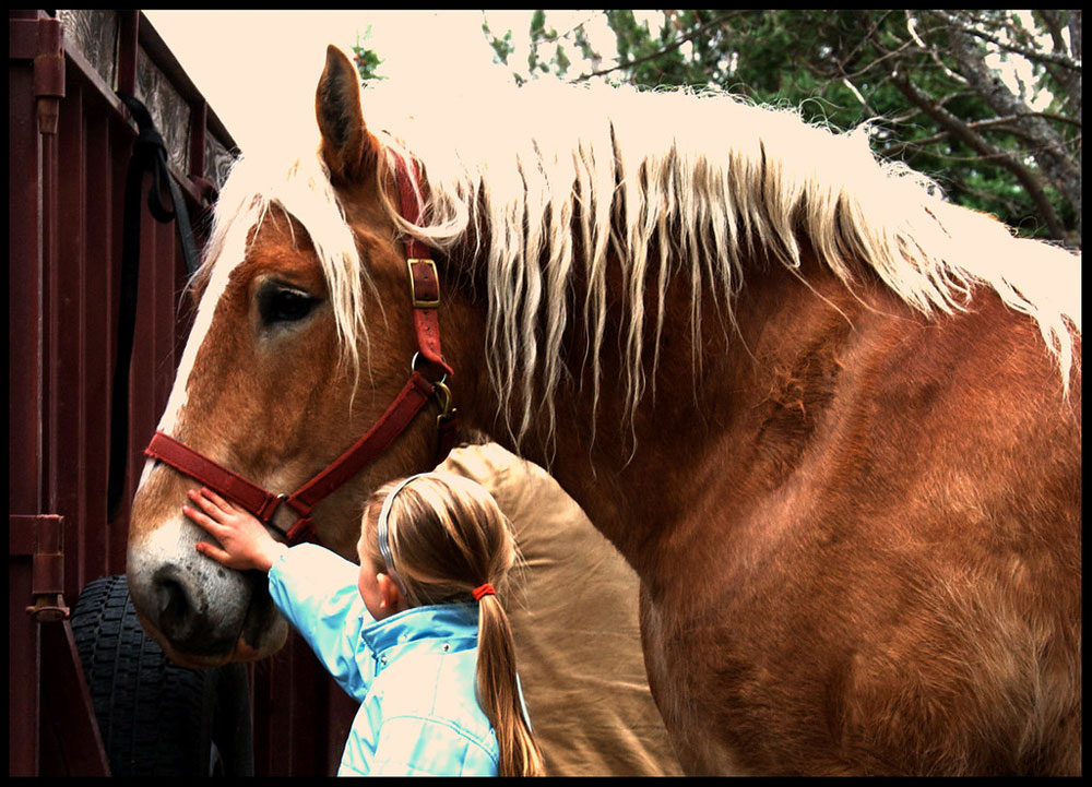 Girl and Belgian horse