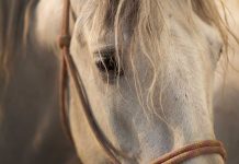 Closeup of a gray horse in a rope halter