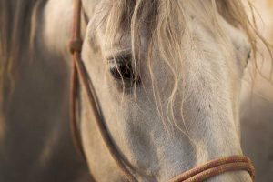 ASPCA’s 2019 Help a Horse Home Challenge aims to increase horse adoptions