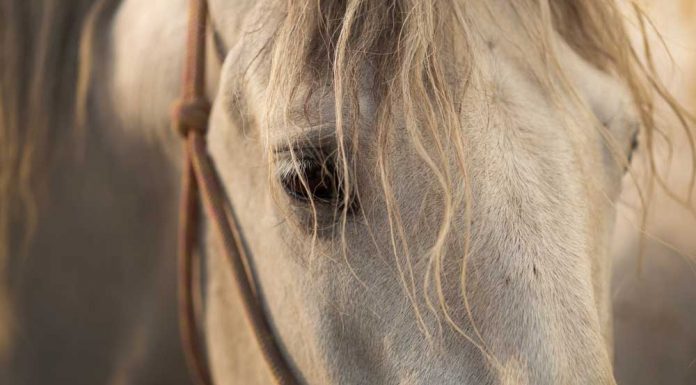 Closeup of a gray horse in a rope halter