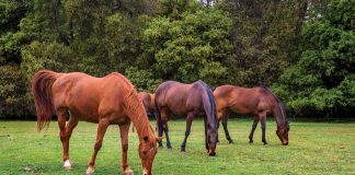 Group of horses grazing together in a pasture