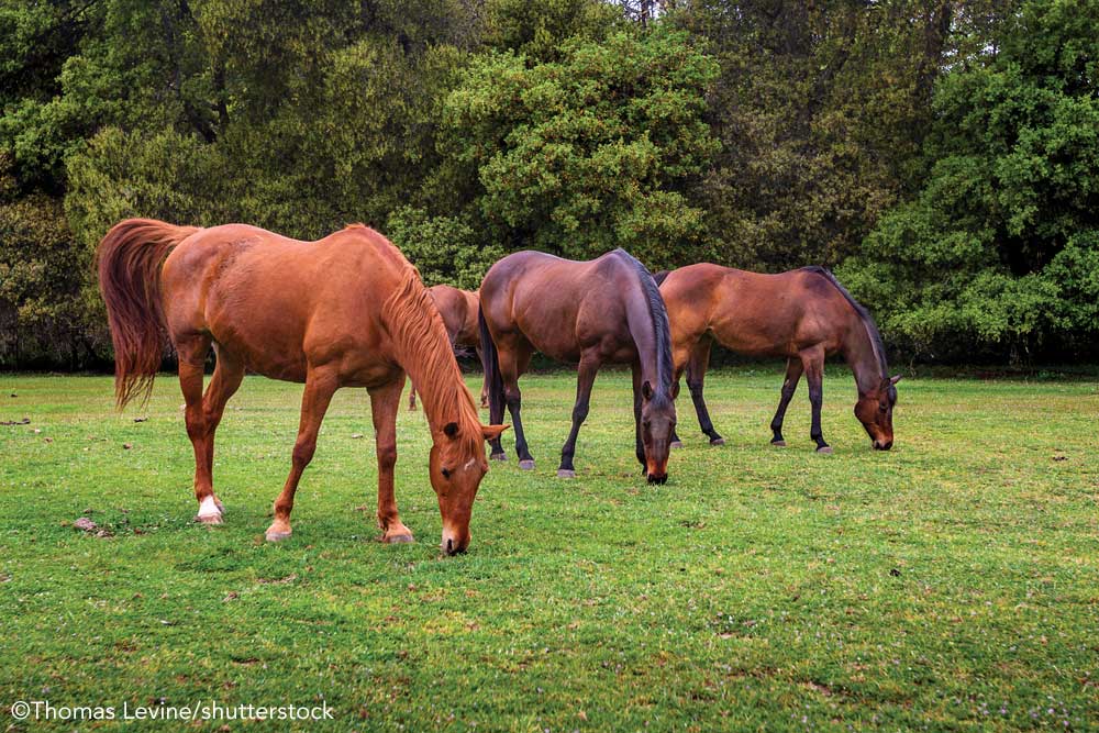 Group of horses grazing together in a pasture