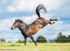 Why Every Horse Needs Turnout Time