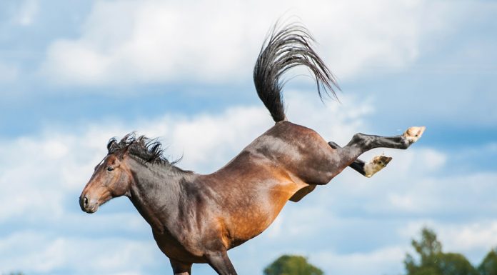 horse bucking in the pasture