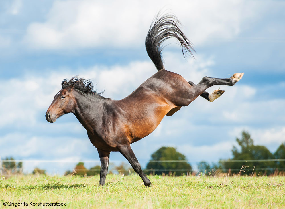 Horse bucking in the pasture