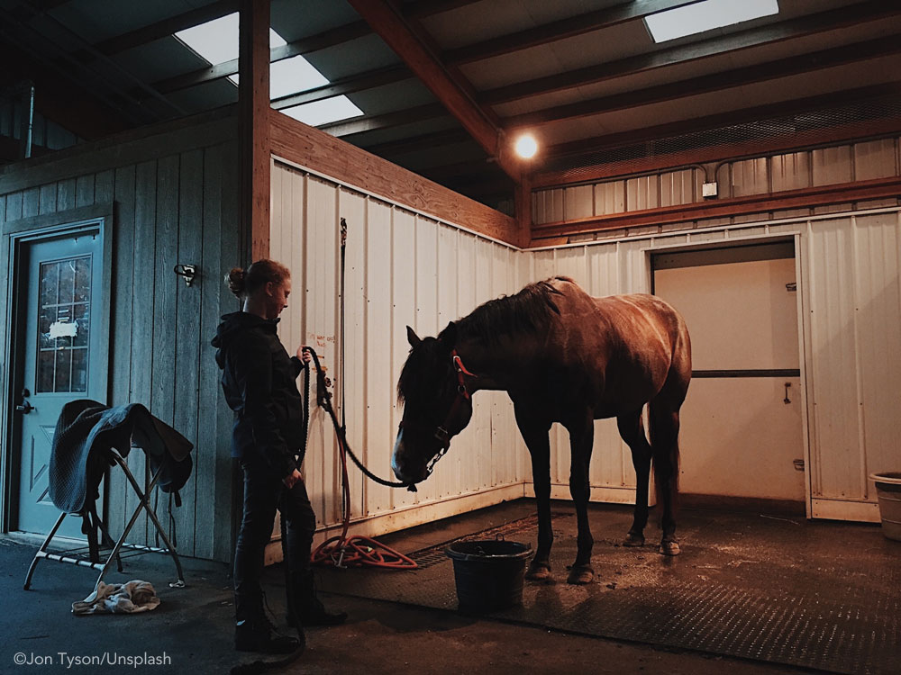 Horse in a wash rack waiting for the vet