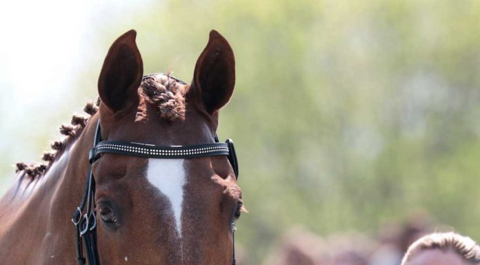 Lisa Marie Fergusson (CAN) and Honor Me.