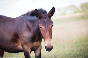 Vet Adventures: Alive & Kicking