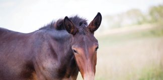 Brown mule in a pasture