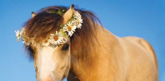 Pony wearing a crown of daisies