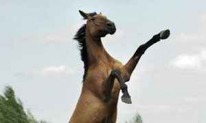 Ask the Expert: Stallion-Like Behavior