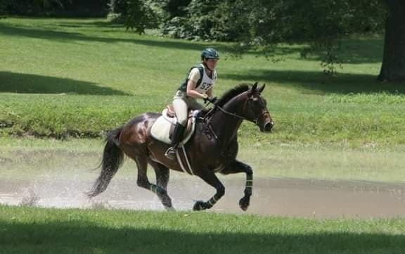 Gold Style, Thoroughbred eventer, galloping through the water on a cross-country course