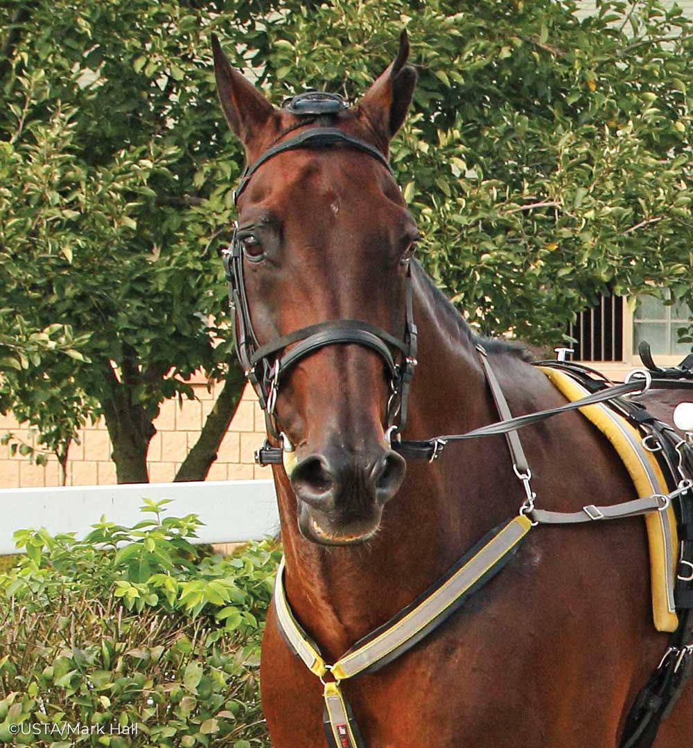 Standardbred horse Foiled Again