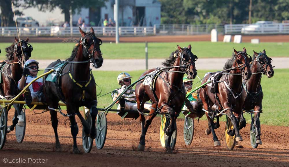 Standardbred horses in a harness race