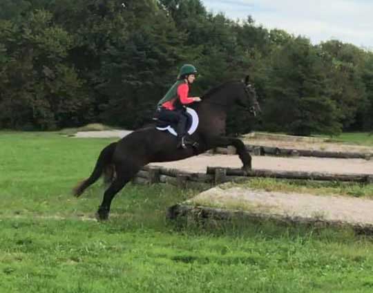 Jane, a Thoroughbred mare available for adoption at Heart of Phoenix