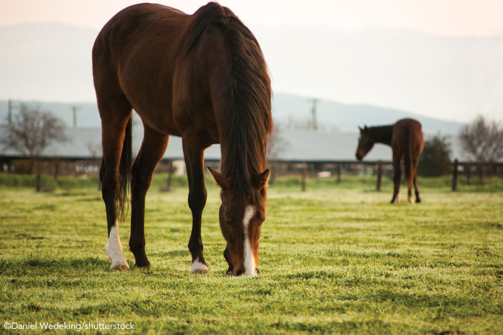 Two horses in a pasture