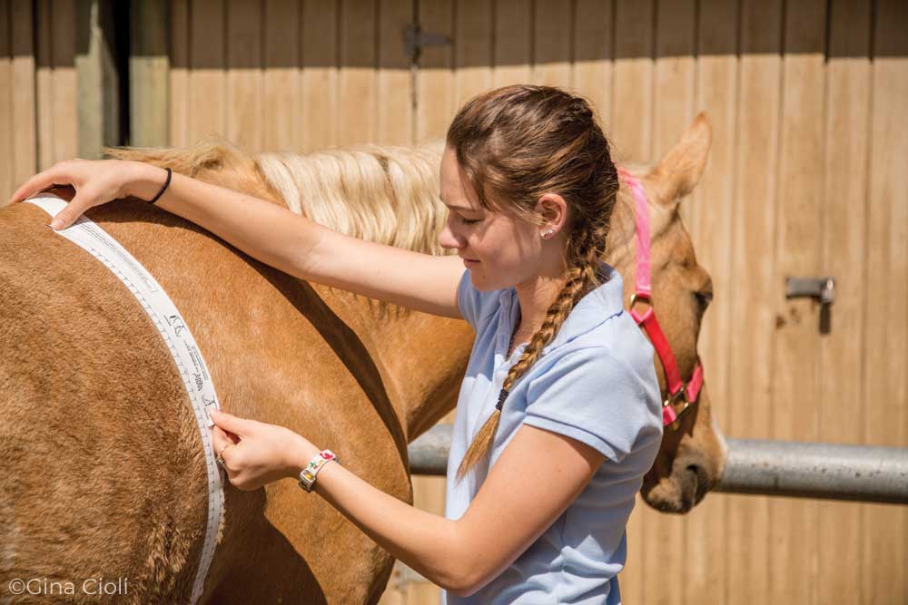 Using a weight tape to measure a horse's weight