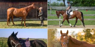 Adoptable Thoroughbred horses