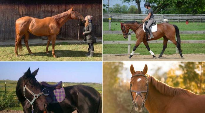 Adoptable Thoroughbred horses