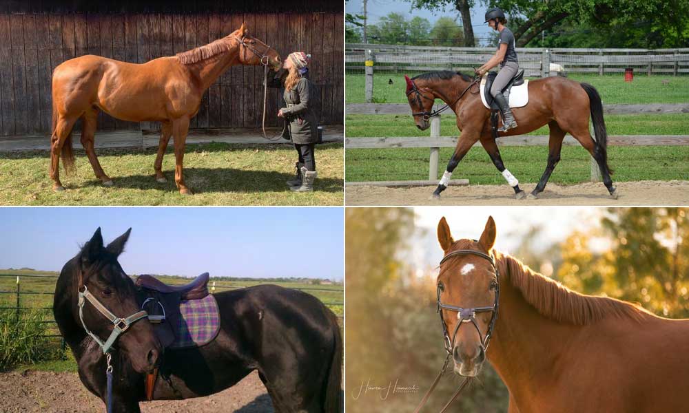 Adoptable Thoroughbred horses