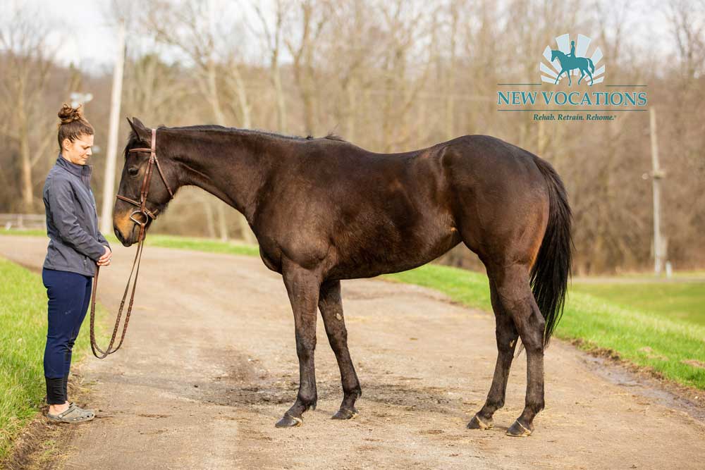 American Louvre, an adoptable Thoroughbred mare at New Vocations in Medina, Ohio