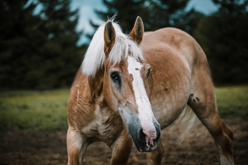 Barney, an adoptable Belgian draft horse gelding