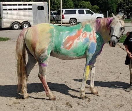 Captain Jack, an adoptable pony located in Kentucky