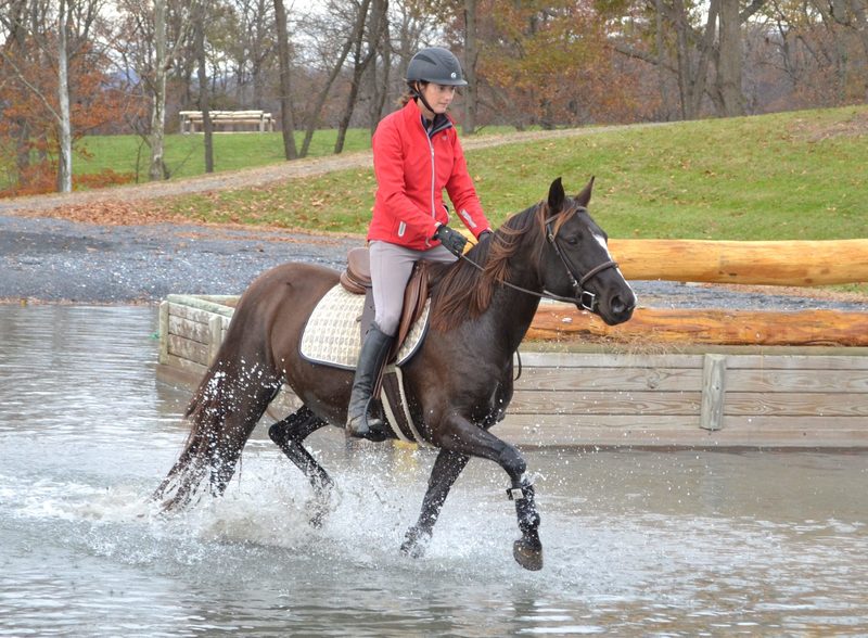 Casino, an adoptable Appaloosa mare located in Woodbine, Maryland.