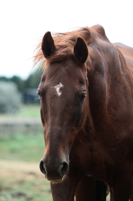 Charlee, an adoptable Thoroughbred mare