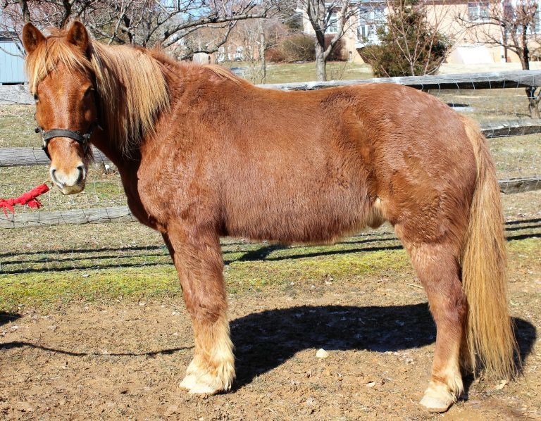 Chico, an adoptable Chincoteague Pony