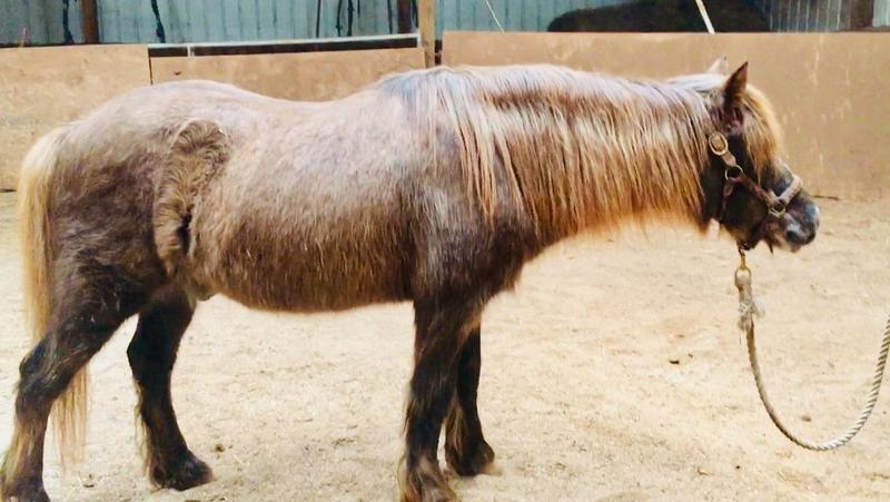 Danny Boy, an adoptable Shetland Pony