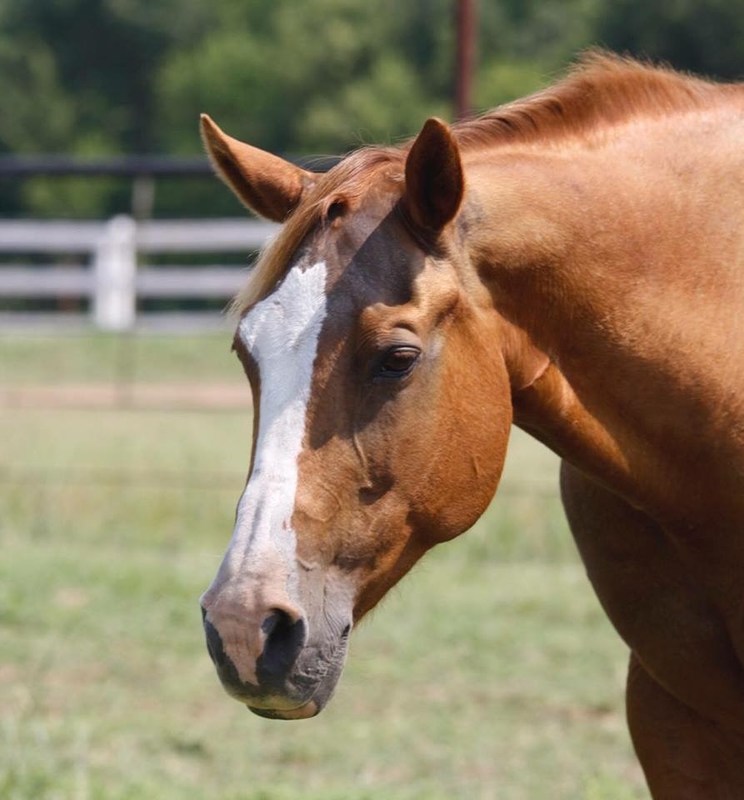 Della Dream, an adoptable Appaloosa mare at Nexus Equine in Oklahoma