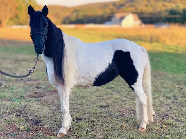 Diva, an adoptable pinto pony