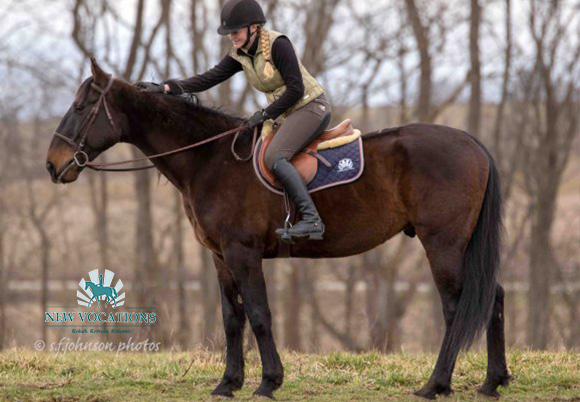 Express Stride N, an adoptable Standardbred at New Vocations in Ohio