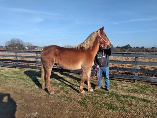 Herald, an adoptable grade horse gelding