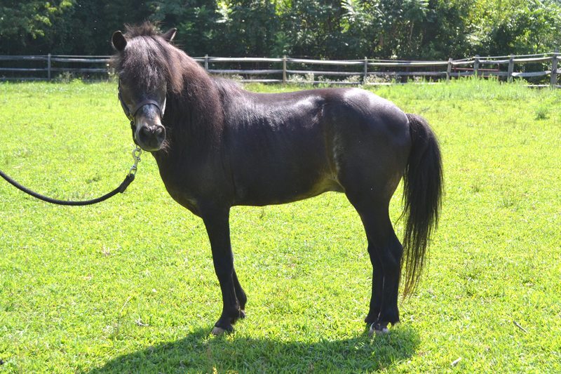 Hoedown, an adoptable Shetland Pony