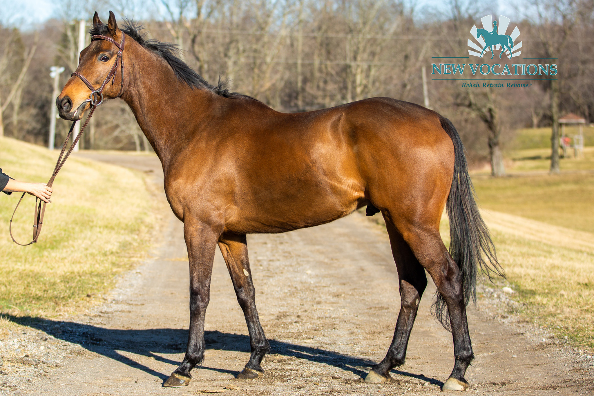 Hooping, an adoptable Thoroughbred at New Vocations in Ohio