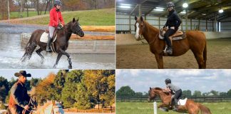 Four adoptable horses