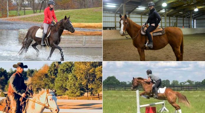 Four adoptable horses