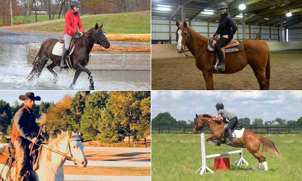 Four adoptable horses