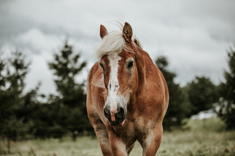 Jesse, an adoptable Belgian draft horse