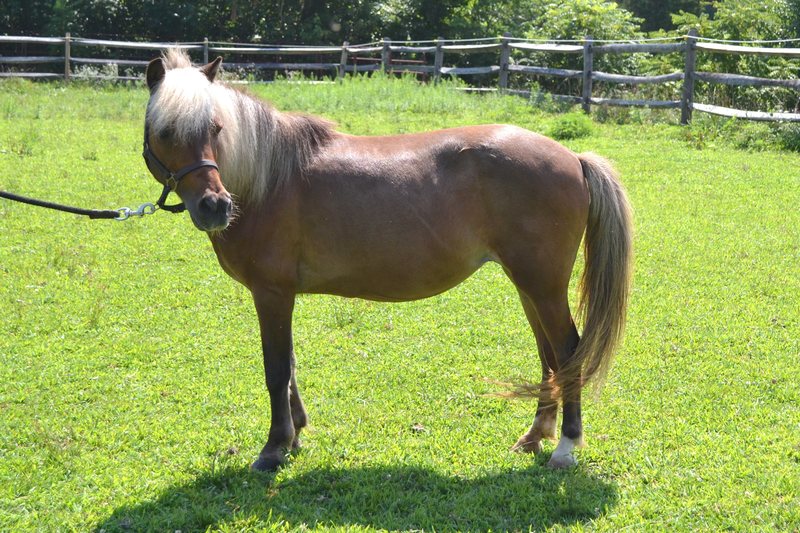 Junebug, an adoptable Shetland Pony at Days End Farm Horse Rescue in Maryland